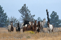 Warm Spring Wild Horses 2021