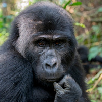 Uganda